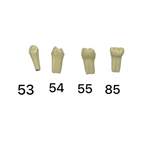 AMPUTASYONLU FUJİ ENDODONTİK SÜT DİŞİ TEK DİŞ Numaralar:#53 #54 #55 #85