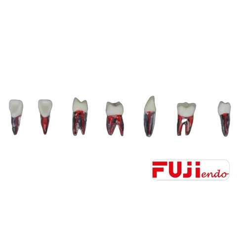 FUJİ ENDO KURONLU KANALLI DİŞ ADET